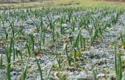 Coyuntura agroclimática UGRA