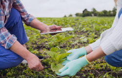 Semanario agroclimático UGRA