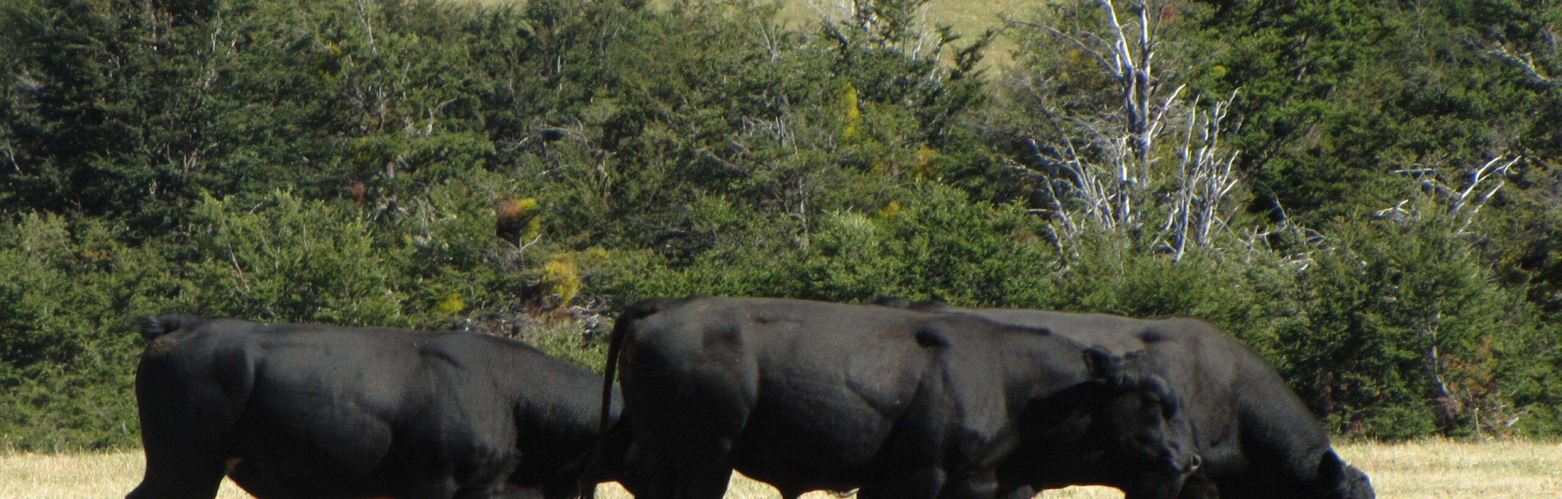 Pecuarias